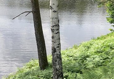 Activité sylvothérapie lors des vacances d'été au domaine du lac de soursac en Corrèze
