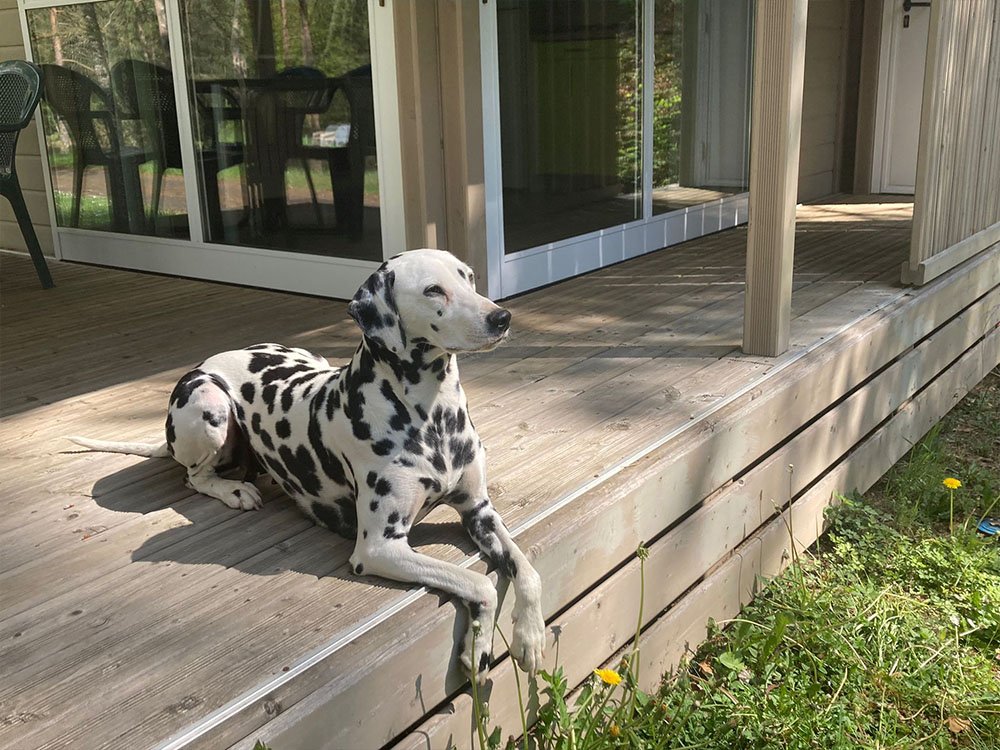 Chien accepté en chalet au Domaine du Lac de Soursac camping dog friendly Corrèze