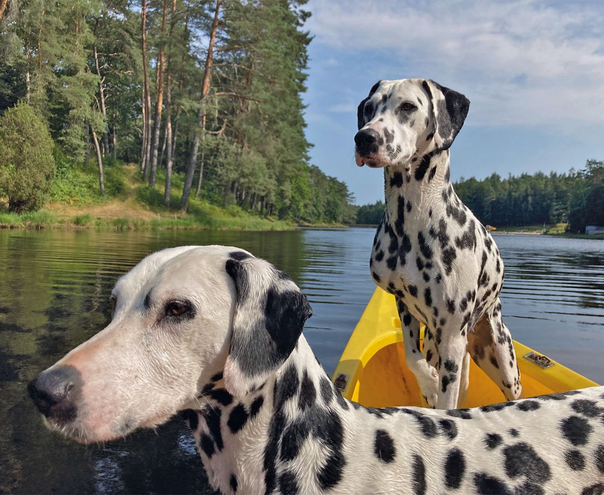 Camping dog friendly en Corrèze : chiens en kayak sur le lac de Soursac